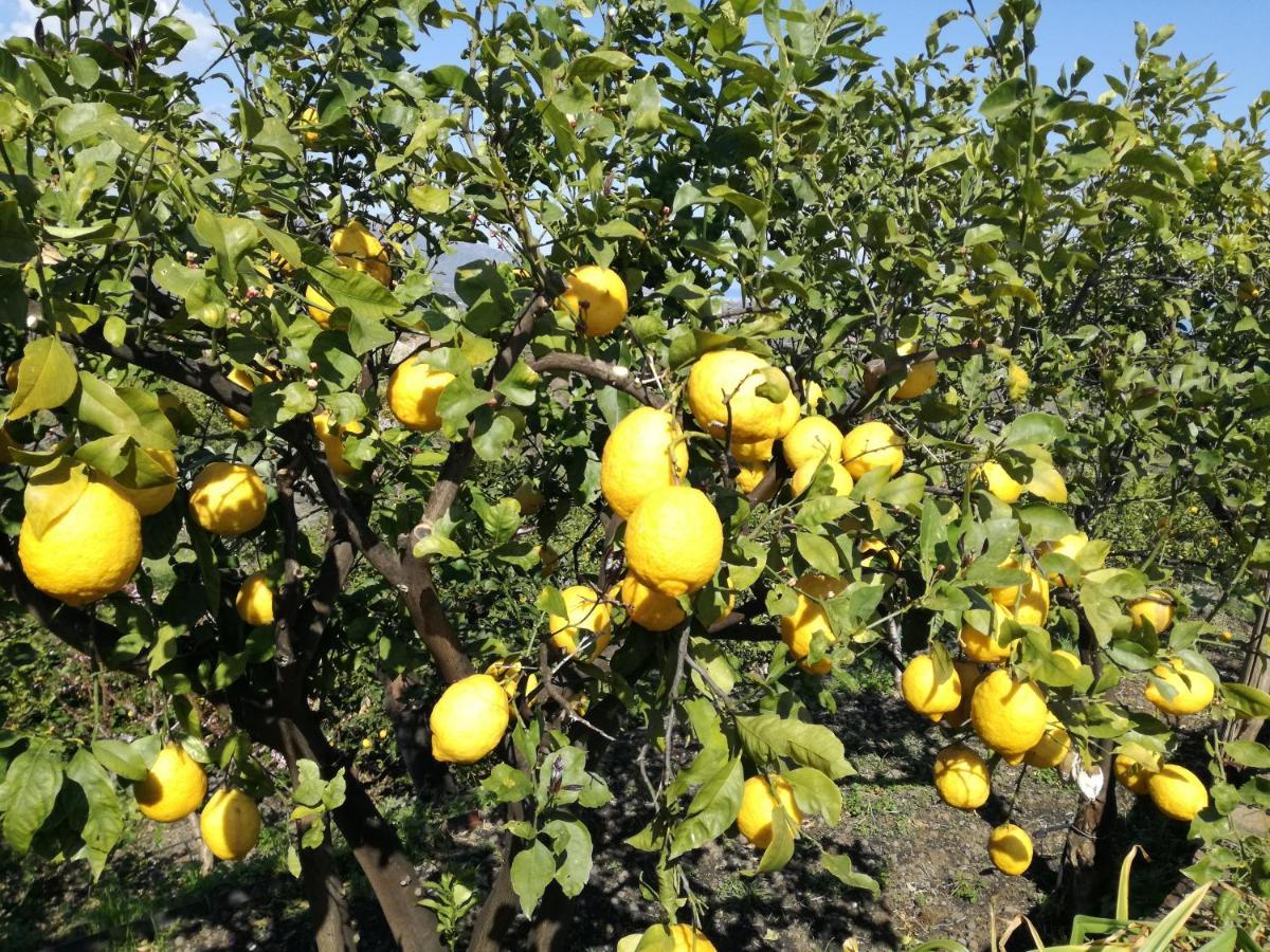 マスカリ Il Limoneto Di Leoヴィラ エクステリア 写真